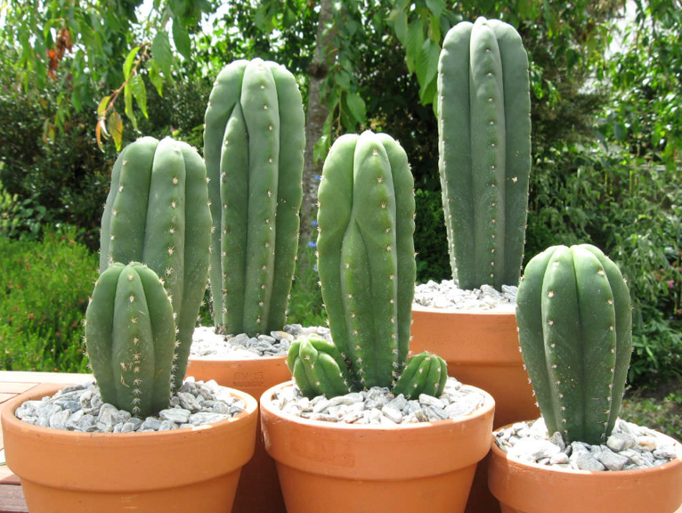 Echinopsis pachanoi (San Pedro Cactus)