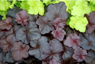 Heuchera 'Obsidian'(Coral Bells - Black Foliage)