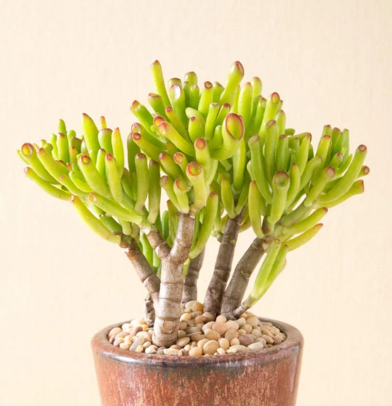 Crassula ovata 'Gollum'