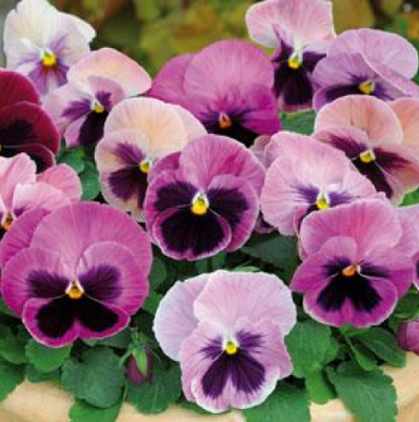 Pansy 'Spring Matrix Pink Shades'(Pink)
