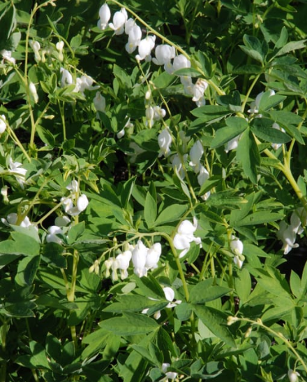 Dicentra spectabilis 'Alba'