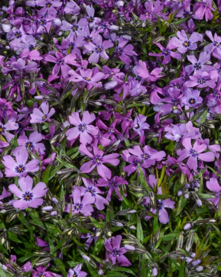 Phlox subulata 'Purple Beauty'