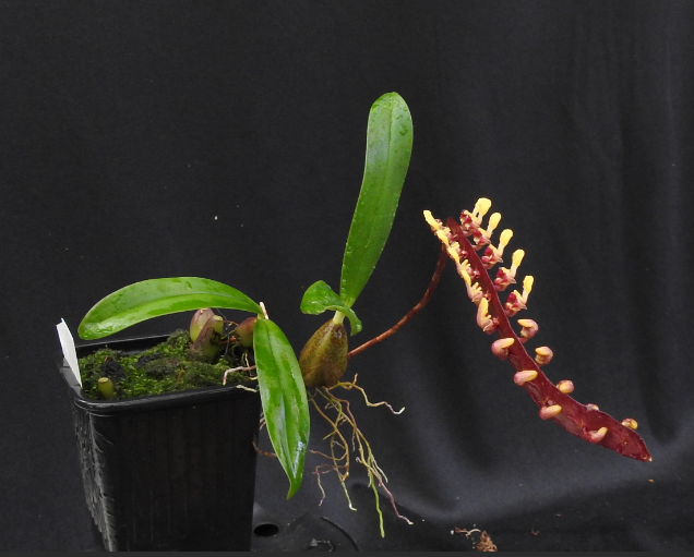 Bulbophyllum falcata