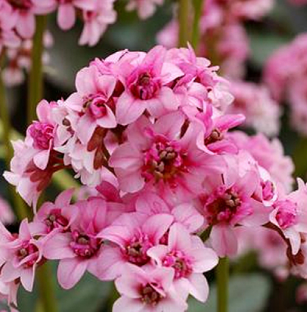 Bergenia Vintage Blush