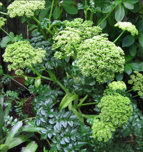 Angelica pachycarpa