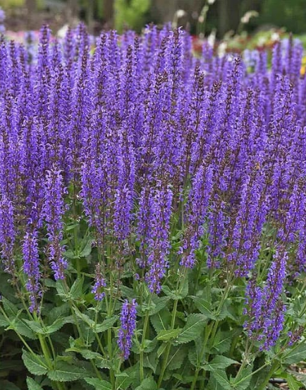 Salvia nemorosa 'Blue by You'
