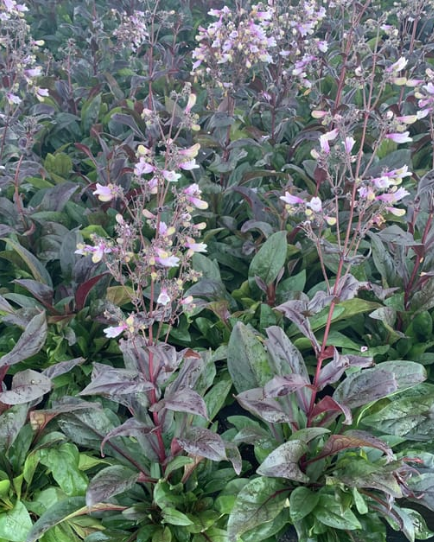 Penstemon digitalis 'Dark Towers'