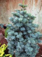 Load image into Gallery viewer, Abies concolor &#39;Glauca Compacta&#39;

