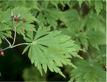 Load image into Gallery viewer, Acer japonicum &#39;Aconitifolium&#39;
