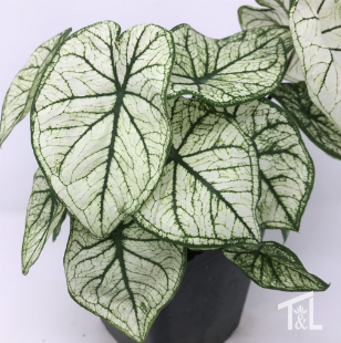 Caladium 'Allure'