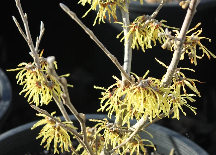 Hamamelis 'Arnold Promise' (Witch Hazel)