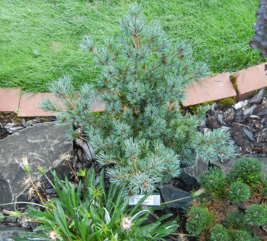 Pinus parviflora Azuma goyo