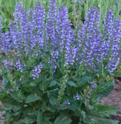 Salvia COLOR SPIRES® 'Azure Snow'