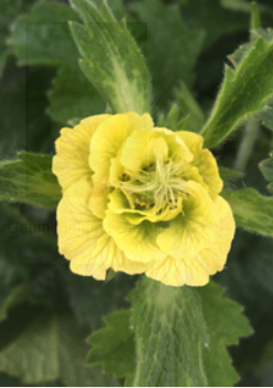 Geum Banana Daiquiri