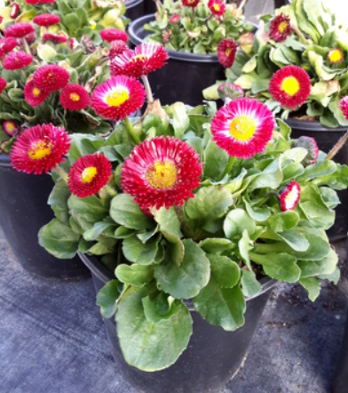 Bellis perennis Bellissima 'Red'