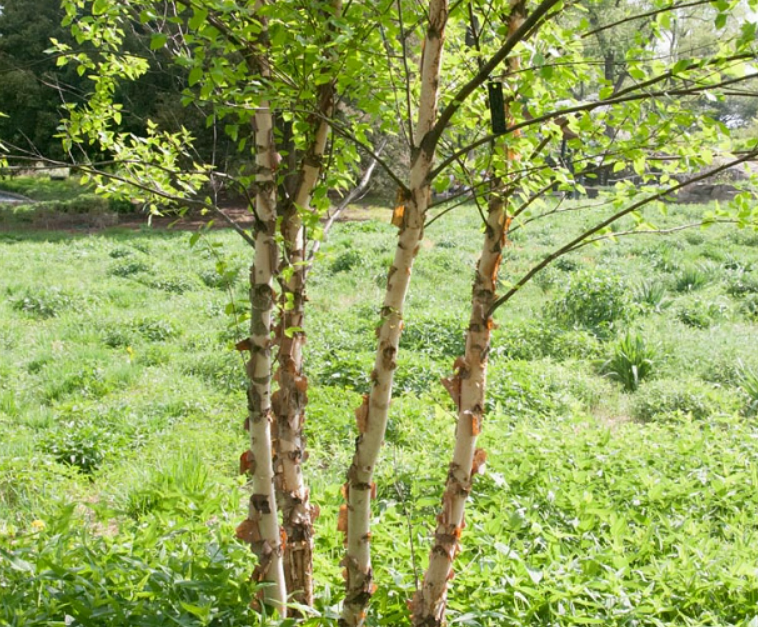 Betula nigra 'Heritage' (Birch)