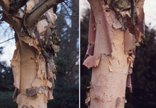 Load image into Gallery viewer, Betula nigra &#39;Heritage&#39; (Birch)
