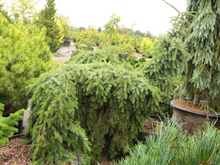 Load image into Gallery viewer, Picea omorika &#39;Pendula Bruns&#39;
