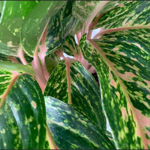 Aglaonema 'Butterfly' (Chinese Evergreen)