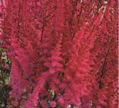 Astilbe 'Mighty Chocolate Cherry'