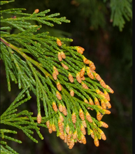 Load image into Gallery viewer, Calocedrus decurrens
