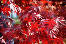 Load image into Gallery viewer, Acer palmatum &#39;Fireglow&#39;
