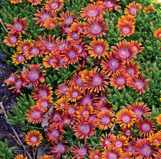 Delosperma FIRE SPINNER®