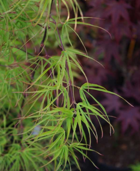 Acer palmatum 'Fukinagashi'