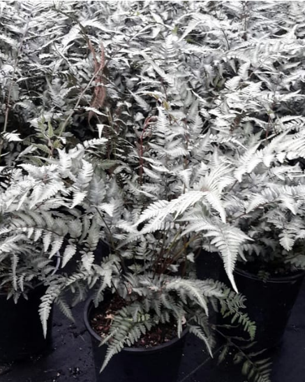 Athyrium 'Godzilla' (Japanese Painted Fern)