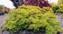 Load image into Gallery viewer, Acer japonicum 'Green Cascade'
