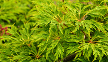 Load image into Gallery viewer, Acer japonicum 'Green Cascade'
