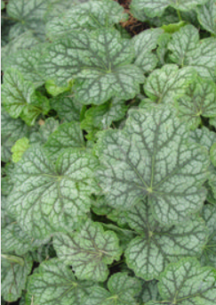 Heuchera Green Spice*