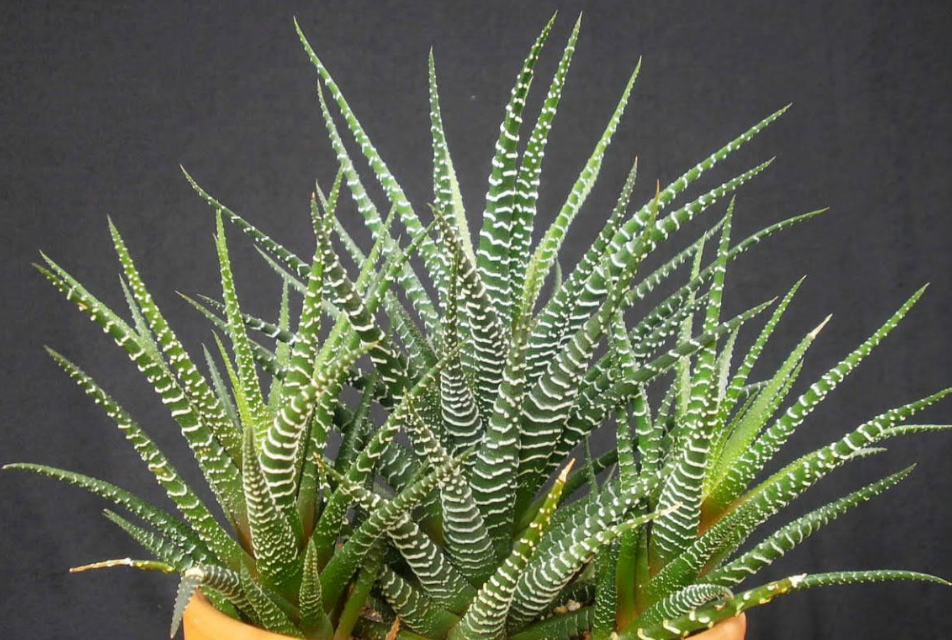 Haworthia attenuata (Zebra Plant)