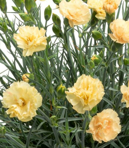 Dianthus PREMIER™ 'Hello Yellow'