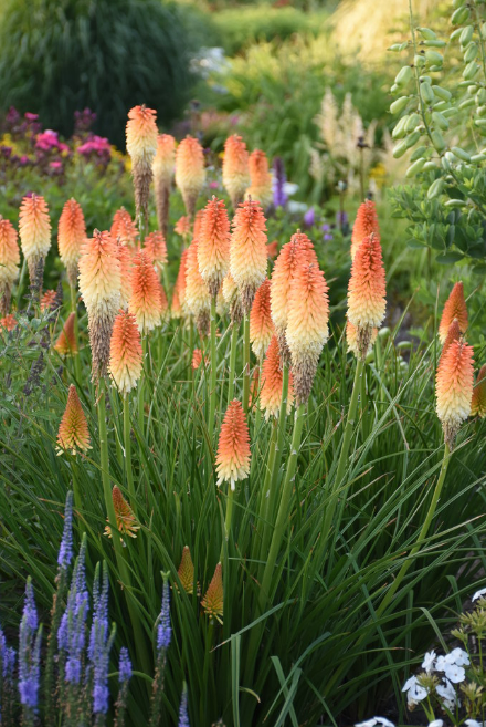 Kniphofia 'Hot and Cold'
