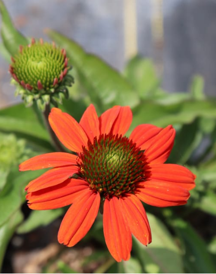Echinacea KISMET Intense Orange