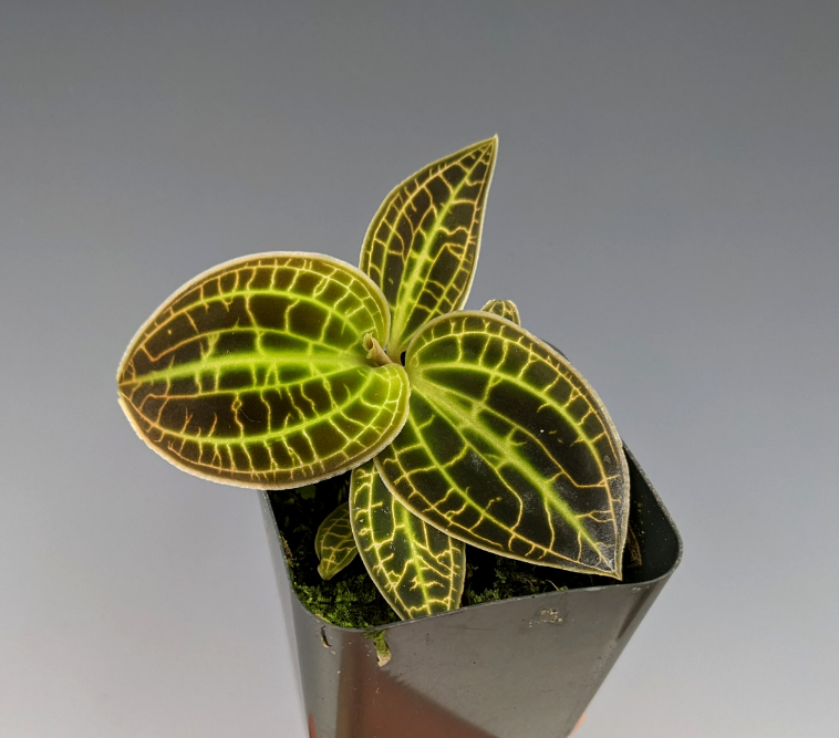 Macodes sanderiana x limii (Gold Dust Jewel Orchid)