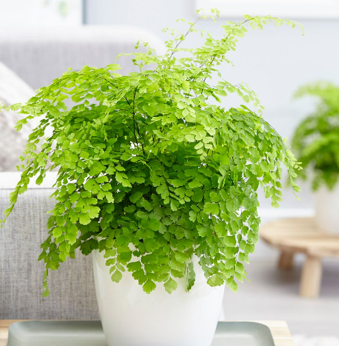 Adiantum raddianum