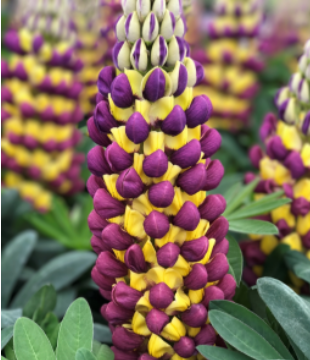 Lupine 'Manhattan Lights'