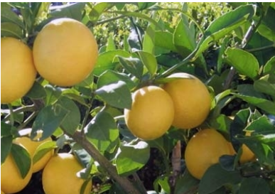 Citrus limon 'Meyer Improved'