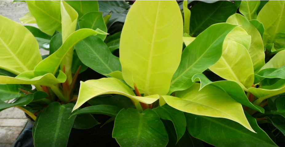 Philodendron 'Moonlight'