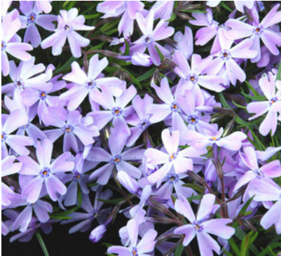 Phlox subulata 'Emerald Blue'