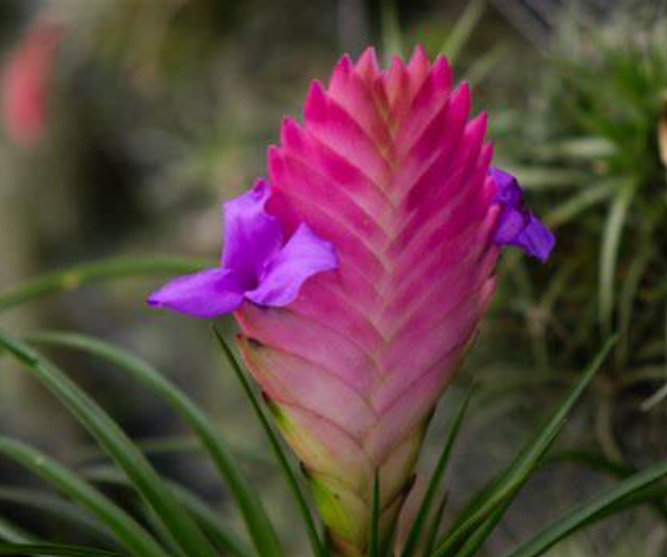Tillandsia cyanea (Pink Quill Airplant)