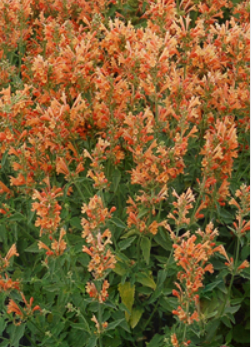 Agastache Poquito Orange