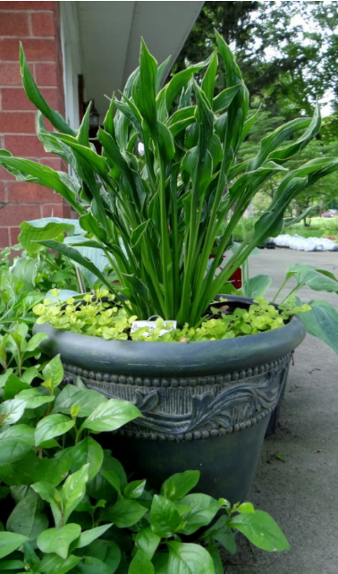 Hosta 'Praying Hands'