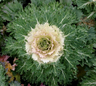 Kale 'Coral Prince'
