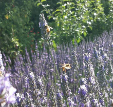 Load image into Gallery viewer, Lavandula x i. Provence (Lavender)
