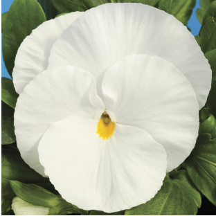 Pansy 'Delta Premium Pure White'