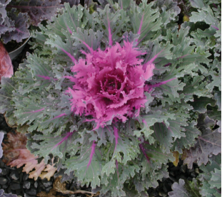 Kale 'Coral Queen'
