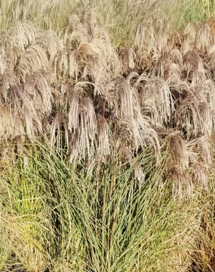 Miscanthus sinensis RED CLOUD®